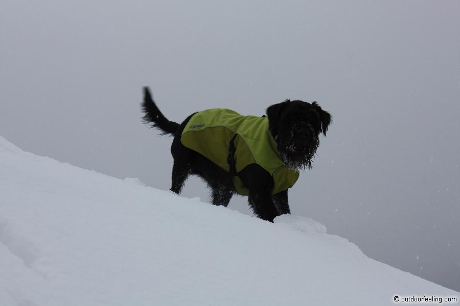 Ruffwear K-9 overcoat