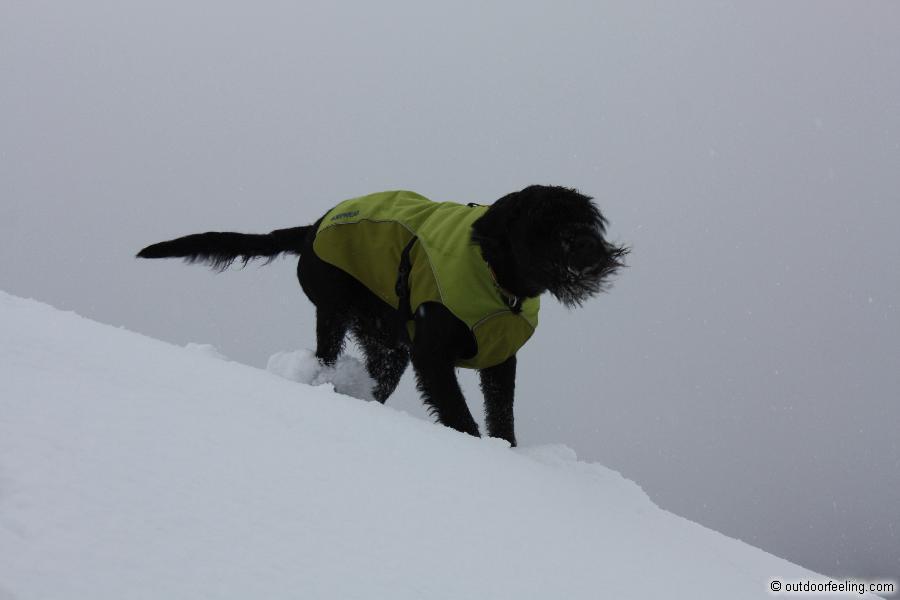 Ruffwear K-9 overcoat