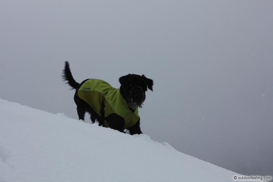 Ruffwear K-9 overcoat