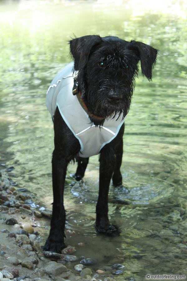 Ruffwear Swamp Cooler