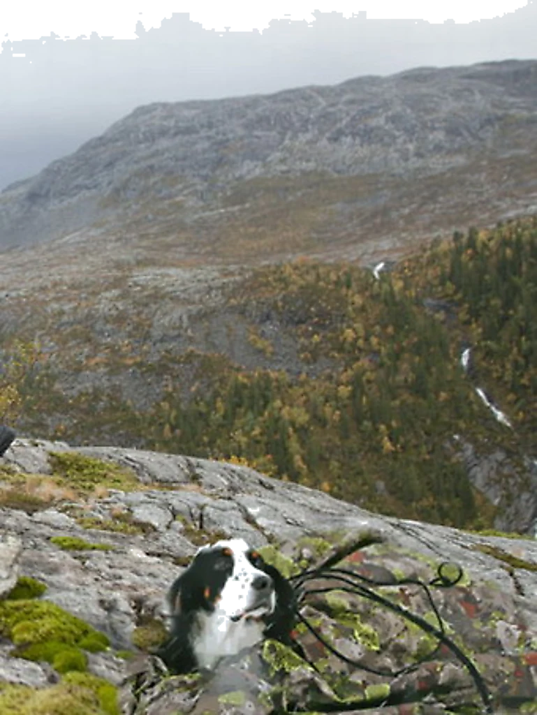 Jerven Jervehiet Large